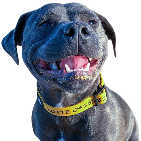 Custom Beta Dog Collar with Engraved Name Plate, Waterproof - Custom  Engraving — JC Saddlery Online Store