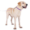 Personalized Embroidered Collar - Made from Organic Bamboo Webbing