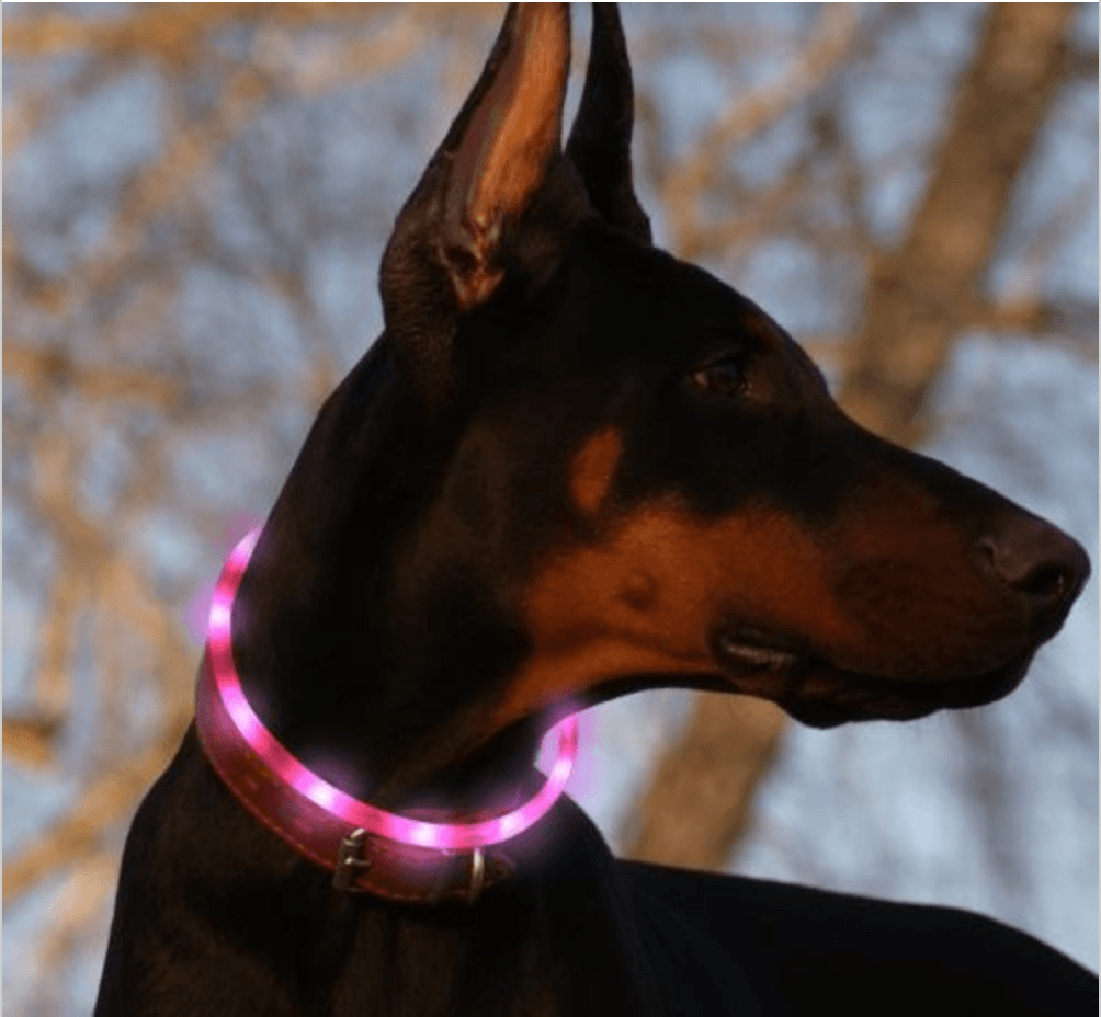 Waterproof dog light hotsell