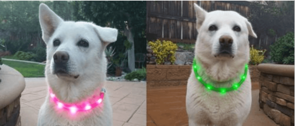 Led flashing dog collar discount