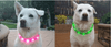 Rechargeable Waterproof LED Flashing Light Band - Night Safety for Dogs
