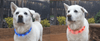 Rechargeable Waterproof LED Flashing Light Band - Night Safety for Dogs