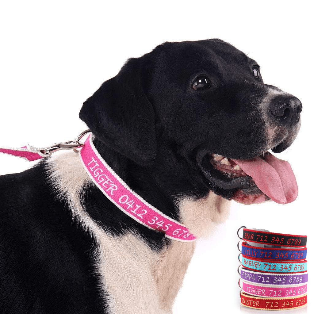 Personalized Embroidered Collar Made from Organic Bamboo Webbing Snazzy Fido